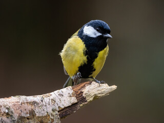 A front view of a Great Tit perched on a branch with it's head turned to the right, against a plain brown background which has copy space.