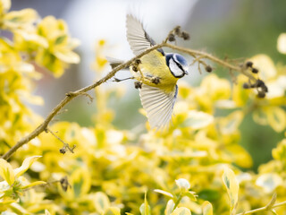A Blue Tit flying against a back ground of yellow and green leaves, framed by the stem of a plant. copy space.