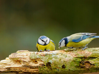 Two Blue Tits eating sunflower seeds on a branch, against a clean green back ground which provides copy space above.