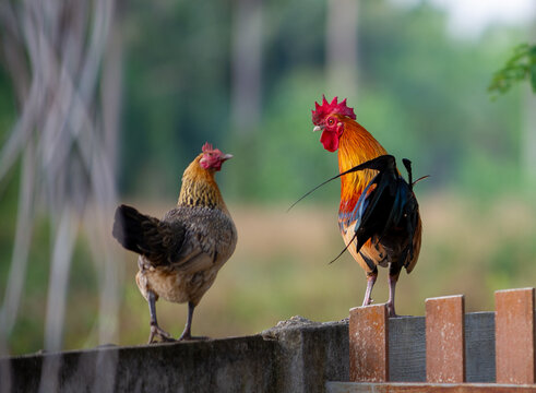 Chicken and rooster on the fence