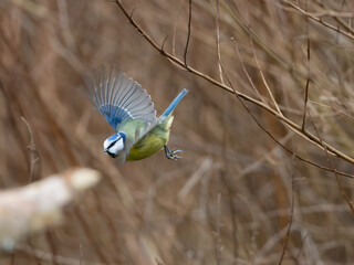 A Blue Tit flying in front of a background of tree branches which provides copy space