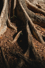 Dark brown tree roots background texture with a sun spot light