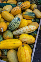 Wooden box with yellow and green colored ornamental gourd pumpkins, high angle view