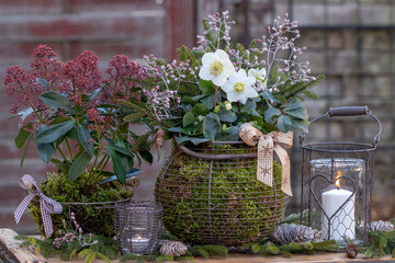 Garten-Arrangement mit Christrose und Skimmia in Körben und vintage Laterne