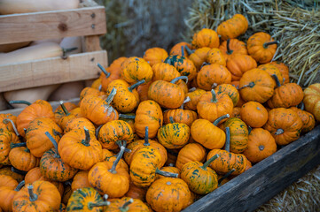 Small orange ornamental gourd pumpkins for sale at a farm in a wooden box outdoors