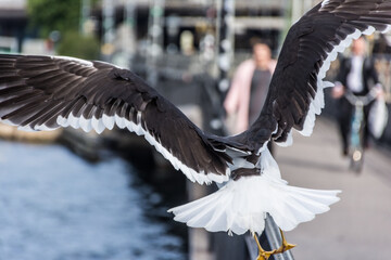 View of the city center of Stockholm, Sweden
