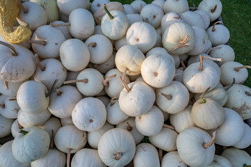 Lots of small white pumpkins ornamental gourds in a wooden box for sale at a farm, high angle view