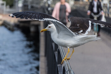 View of the city center of Stockholm, Sweden