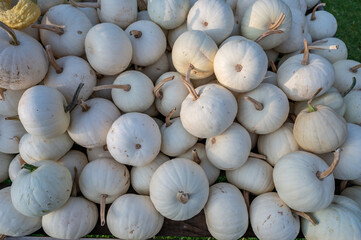 Lots of small white pumpkins ornamental gourds in a wooden box for sale at a farm, high angle view