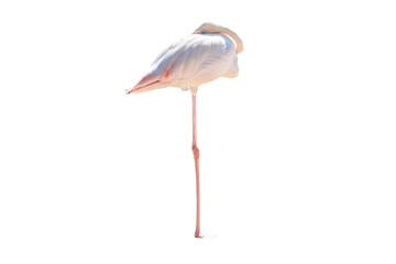 Full Body of White Flamingo Standing And Sleep ,Raise One Leg, Side View,PNG File