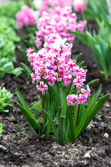 City Park in spring. Pink hyacinths close-up. Spring postcard