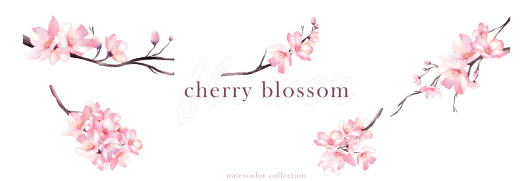Set of cherry blossom bouquet watercolor vector elements design