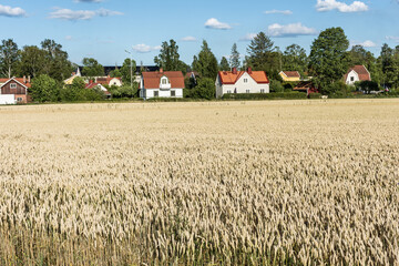 Old Burial Ground Viking Site