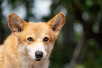 Close up corgi dog on the grass in summer sunny day