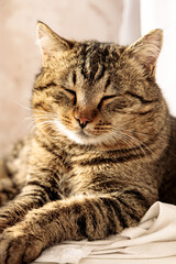 portrait of a beautiful cat striped colors of autumn foliage