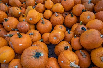 Couple of large orange pumpkins on the ground at a farm for sale during October, high angle view