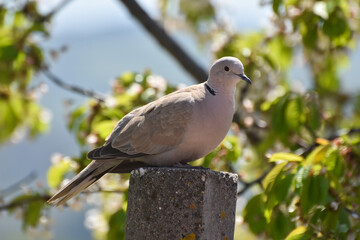 Obraz premium Eurasian Collared-Dove (Streptopelia decaocto)
