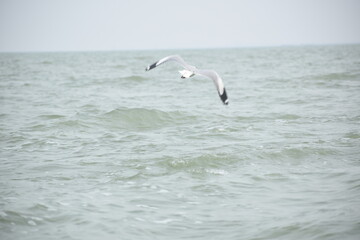 seagull in the sea