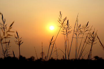 Fototapeta premium Silhouette flowers grass sunset background