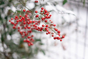 雪とモチノキ_4