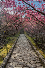 今帰仁城跡 - カンヒザクラ - ヒカンザクラ