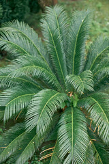 Sago palm bush with green leaves close up