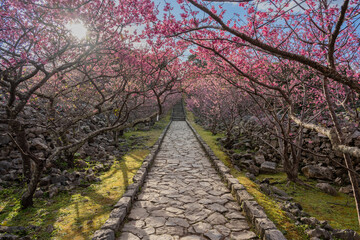 今帰仁城跡 - カンヒザクラ - ヒカンザクラ