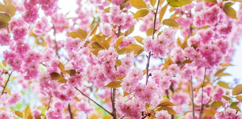 Fotobehang Fluor Roze Japanese Flowering Cherry, National Flower of Japan. Japanese Cherry Blossom, Sakura, East Asian Cherry, Prunus Serrulata, Spring Day In Garden. Ornamental Cherry Blossom Trees.   © mitarart