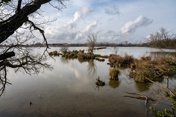 Water plants and bare trees reflecting in the pond of the Beachamp wetlands, Arles, France