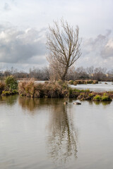 Water plants and bare trees reflecting in the pond of the Beachamp wetlands, Arles, France