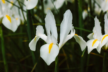 Fototapeta premium White Iris Hollandica wallpaper. Irises with yellow stamens. Ornamental hybrid beautiful bulbous plants blooming in spring botanical garden, summer flower bed. Flower festival in spring season.