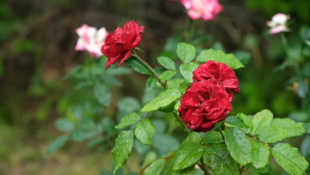 Rose rain falls on the petals and leaves. A cloudy summer day in the garden. Red roses bloomed in the flower bed. The concept of freshness, summer coolness, weather changes. Water drops close-up