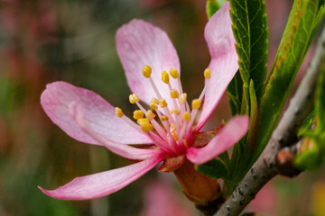 pink flower blossom and green leaves