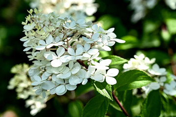 Hydrangea white flower closeup. Beautiful Hortensia blooming in summer garden. Beauty pink and...