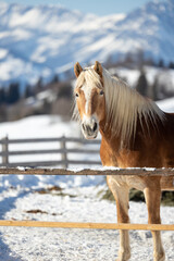 Haflinger horses in winter landscape, Tirol - Austria
