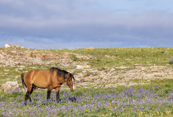 Wild Horse in the Pryor Mountains Montana in Summer