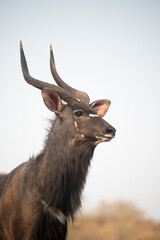 Nyala at a waterhole in South Africa