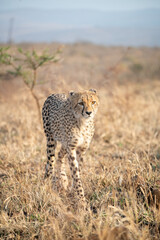 Portrait of a cheetah in South Africa