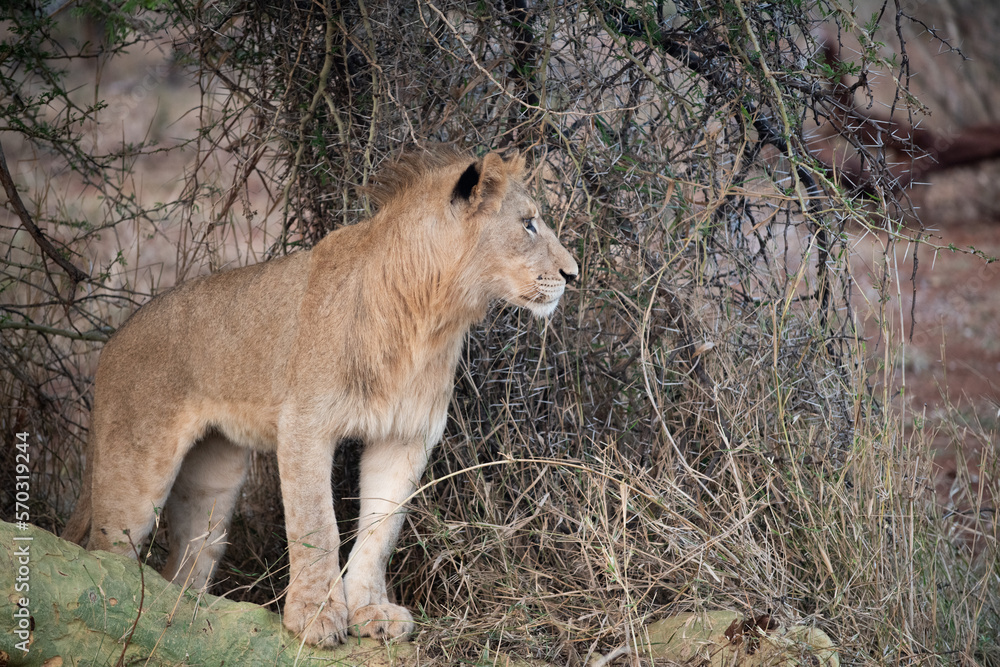 Canvas Prints Male lion in South Africa