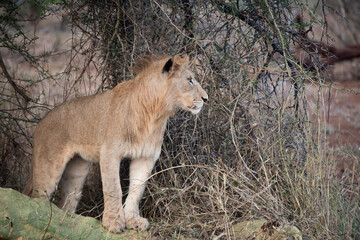 Obraz na płótnie Canvas Male lion in South Africa
