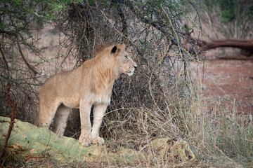 Naklejka premium Male lion in South Africa