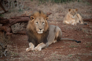 Male and female lion resting in South Africa