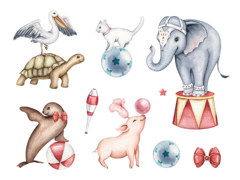 Watercolor collection of circus animals and props. Hand drawn illustration in retro style. Cute elephant, seal, pelican, pig, turtle, cat isolated on white backround. Design template elements.