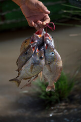 fresh fish on the hook, portrait mode of freshly caught meat, 