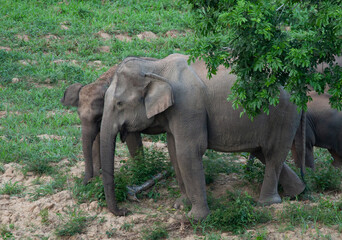 Fototapeta premium Elephants came out for food in KuiBuri National park.,Thailand.