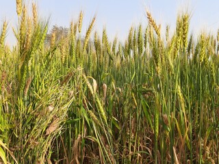 Panoramic view of golden wheat field in clear sunny day. Meadow and blue sky.
wheat field under blue sky in India . Beautiful view of golden agricultural field. 
