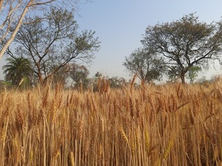 Fototapeta premium Panoramic view of golden wheat field in clear sunny day. Meadow and blue sky. wheat field under blue sky in India . Beautiful view of golden agricultural field. 