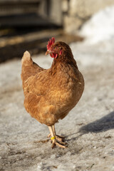 Chicken on the farm