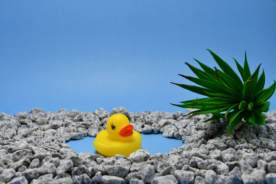 Hule Bilder Durchsuchen 1,312 Archivfotos, und Videos