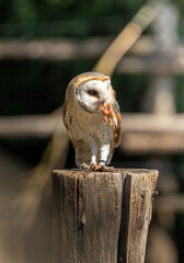 rapace con preda